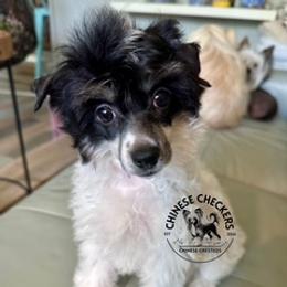 Molly - White and black female Chinese Crested puppy in Port Charlotte, Florida from Chinese Checkers Chinese Cresteds