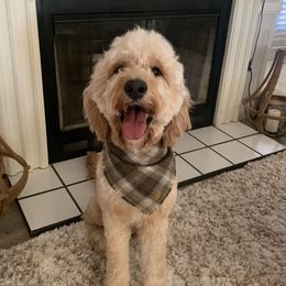 LJ - Goldendoodle