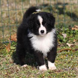 Australian Shepherd Puppies from Windmill Australian Shepherds