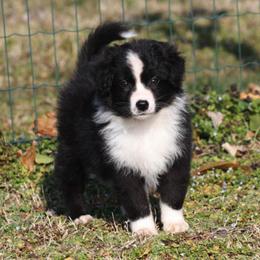 Australian Shepherd Puppies from Windmill Australian Shepherds
