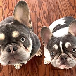 French Bulldogs from Cloverleaf Frenchies