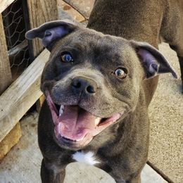 Jovi - Staffordshire Bull Terrier