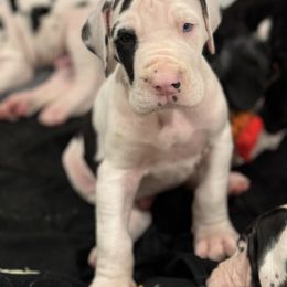 Boy 2 - Great Dane puppy from City Slicker Danes