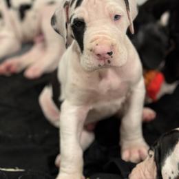 Boy 2 - Great Dane puppy from City Slicker Danes