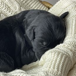 Giant Schnauzer Puppies from Schnauzer Ranch
