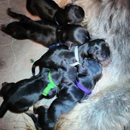 Yorkshire Terrier puppies from Nana's Yorkie Crew