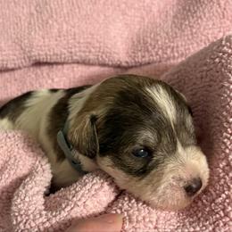 Boy 3 - Parti male Miniature Schnauzer puppy in Dunlap, Tennessee from Beards of Glory