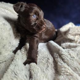 Suki - Liver female Miniature Schnauzer puppy in Panama City, Florida from Emerald Coast Schnauzers