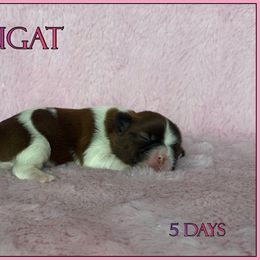 Nougat - Red and white female Shih Tzu puppy in Yelm, Washington from Lala's All Star Shih Tzu