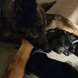 German Shepherd Puppies from Shepherds of the Hundred Acres