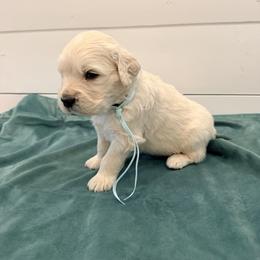 Teal - Light golden male Golden Retriever puppy in Brewster, Washington from AB & Co. Goldens