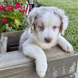 Sandyl - Red merle male Miniature Australian Shepherd puppy in Port Saint Lucie, Florida from Charlene Brannon's Mini Australian Shepherds