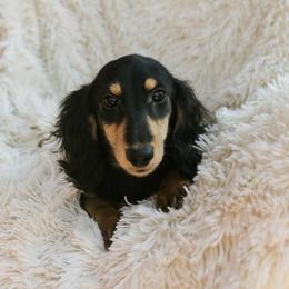 Huginn 2500dollars - Black and cream male Dachshund puppy in Crystal, Michigan from Mare-bella Dachshunds