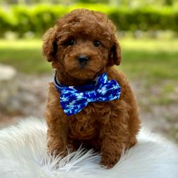 Shishito - Red  male Poodle puppy in Palm Beach County, Florida from Benji’s Cockapoos