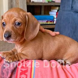 Dachshund Puppies from Shotzie Doxie Co.