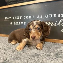Ruby - Dapple female Dachshund puppy in Stilwell, Oklahoma from B & K Dachshunds