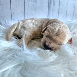 Oak - Apricot male Cavapoo puppy in London, Kentucky from Blue Meadow Puppies