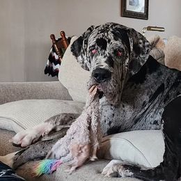 Great Danes from Bluestone Valley Great Danes