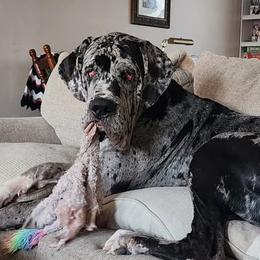 Great Danes from Bluestone Valley Great Danes