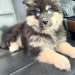 Baguette - Wolf sable male Pomsky puppy in Centerville, Iowa from LJ Kennels Pomskies, LLC