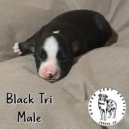 Howard - Black tri male Miniature Australian Shepherd puppy in Jaroso, Colorado from Heaven Sent Aussies