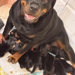 Rottweiler Puppies from Von Ratermann Rottweilers