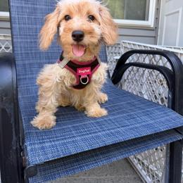 Sweetie - Cream female Maltipoo puppy in Mahwah, New Jersey from Awwws-n-Pawws