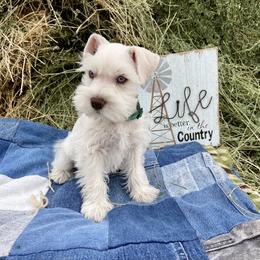 Miniature Schnauzer Puppies from Schnauzers on Robinson Lane