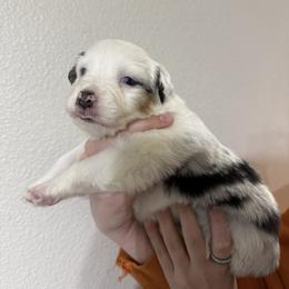 Harmony - Blue merle female Australian Shepherd puppy in Weeki Wachee, Florida from Ace of Spades Australian Shepherds