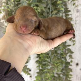 Karen - Dapple female Dachshund puppy in California from Ranch Hand Weenies