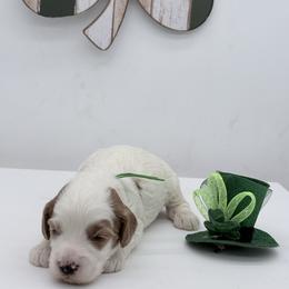 Green Titan - Cream male Goldendoodle puppy in Cincinnati, Ohio from KSchott Kennels