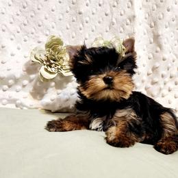 Yorkshire Terrier Puppies from Hetzel’s Enchanted Yorkies (Michigan)