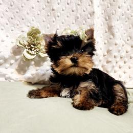 Yorkshire Terrier Puppies from Hetzel’s Enchanted Yorkies (Michigan)