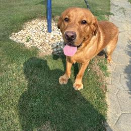 Barkley - Labrador Retriever