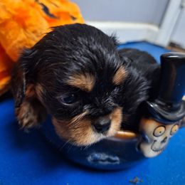 Boy 1 - Black and tan Cavalier King Charles Spaniel puppy in Villa Rica, Georgia from Georgia Alabama Cavaliers
