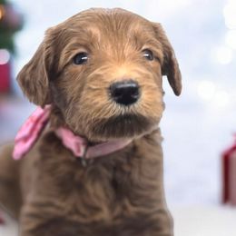 Aspen (light pink) - Goldendoodle puppy from Highland Grove Doodles, LLC