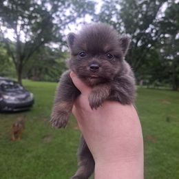 Selene - Blue and tan female Pomeranian puppy in Mendenhall, Mississippi from Cloud Claws