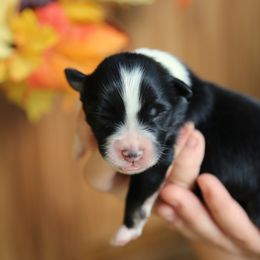 Australian Shepherd Puppies from HCA Aussies