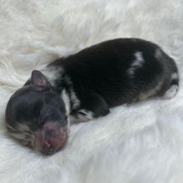 Marley - Blue merle male Pomeranian puppy in Hughes Springs, Texas from Hughes Springs Tx Poms