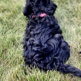 Australian Labradoodle Puppies from Tiny Treasures Australian Labradoodles