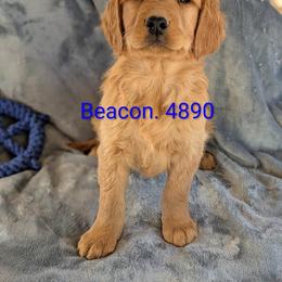Beacon - Dark golden male Golden Retriever puppy in Parker, Colorado from Legacy Ranch Golden Retrievers