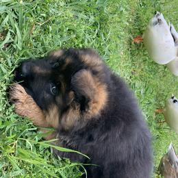 German Shepherd Puppies from Tabor Springs GSD