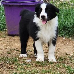 Stetson - Black and white English Shepherd puppy in Columbia, Connecticut from Tranquil Morning Farm