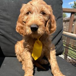 Yellow - Apricot male Goldendoodle puppy in Buda, Texas from Anita’s Doodles