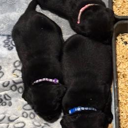 Inka - Purple Collar - Black female Labrador Retriever puppy in Greensburg, Kentucky from Paws Farm Retrievers