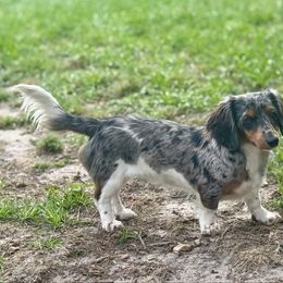 Cypress - Dachshund