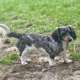 Cypress - Dachshund
