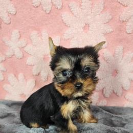 Pup 4 - Black and tan female Yorkshire Terrier puppy in Polk City, Florida from Yorkies by Casey