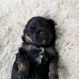 Romeo - Black tri-color male Aussiedoodle puppy in Daphne, Alabama from Darling Australians