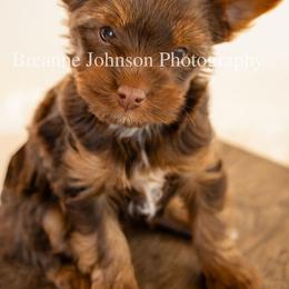 Yorkshire Terrier Puppies from Betterthan Chocolate Yorkies